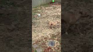 Video preview image #1 Mutt Puppy For Sale in Wakefield, RI, USA