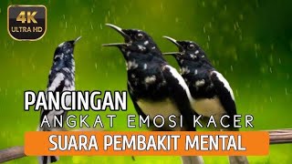 Download lagu Pancingan kacer bongkar isian kapas tembak dan platuk beras, cocok buat pancingan Kacer lain. mp3