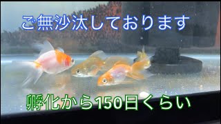 《金魚》孵化から150日くらいの金魚達