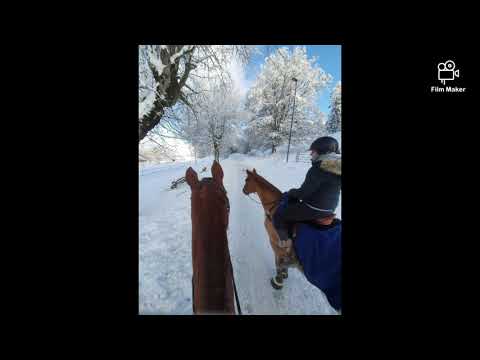 Une promenade aux Franches-Montagnes 🐴😍