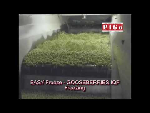 download lagu mp3 mp4 Can I Freeze Gooseberries, download lagu Can I Freeze Gooseberries gratis, unduh video klip Can I Freeze Gooseberries