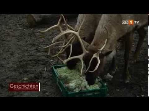 Geschichten aus dem Osnabrücker Zoo -- Die Rentiere
