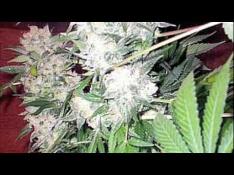 FORUM LIVII ALL STARZ feat FREDO FAYA - COFFEESHOP RMX