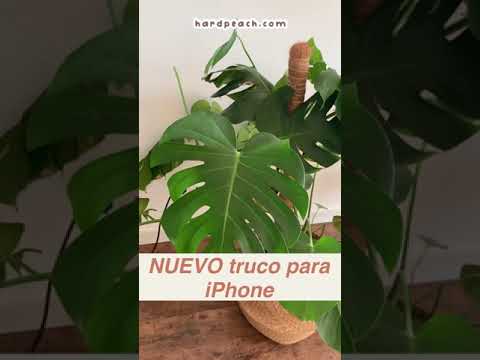 Cómo identificar plantas y flores usando la cámara de tu iPhone