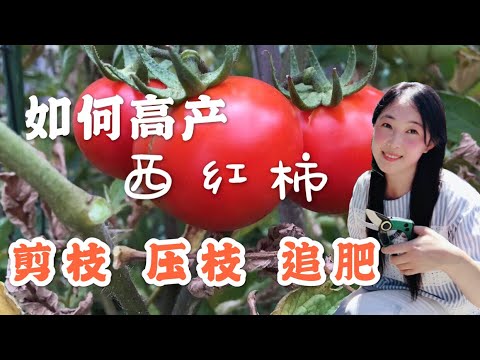 , title : '【种植21】 西红柿种植，这样剪枝、压枝、追肥，才会高产 | grow tomatoes, how to pruning, layer and top application'