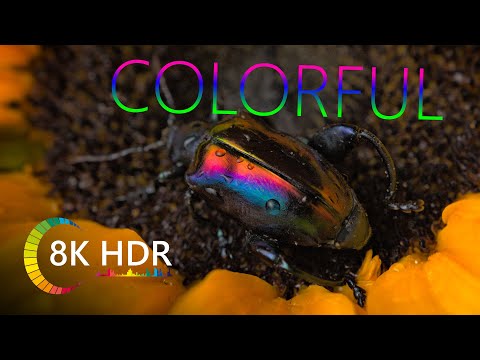 COLORFUL INSECTS 8K HDR 50 fps