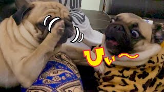【パグ/Vlog】癒し系仲良しPug遊びシリーズ☆ #犬 #dog