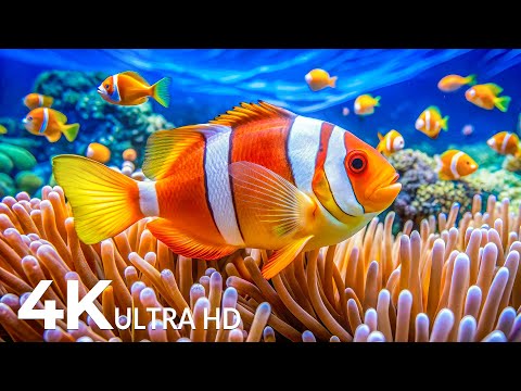 The Best 4K Aquarium 🐟 Explore the Stunning Underwater World and Beautiful Coral Reef Fish for Sleep