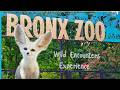 Wild Encounters Fennec Fox Edition Bronx Zoo NYC