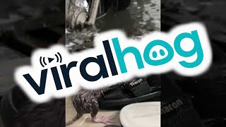 Mouse Cleaning itself off in the Rain || ViralHog