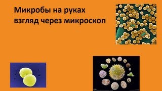 Микробы на руках под микроскопом (не ножевое видео) Микробы на руках под микроскопом (не ножевое видео)