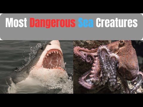 Beware the Depths:  Top 7 Most Dangerous  Sea Creatures