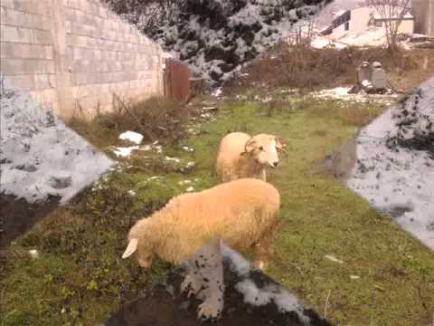 Risha e venetos poroj