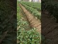 What A Great Idea Pepper Farming Satisfying Shot