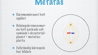 Hur celldelning (mitos) går till