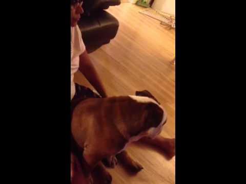 Bouchon enjoying a massage!!