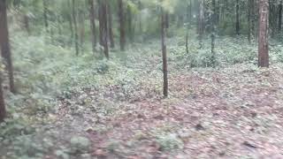 preview picture of video 'Siliguri journey time.....Bengal safari(2)'