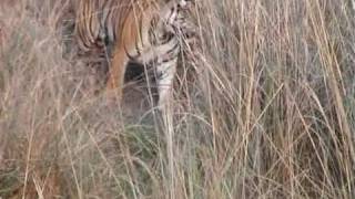 preview picture of video 'Visit to Kanha National Park (Munna Tiger)'