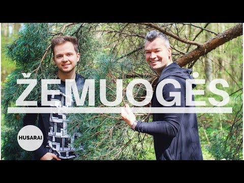 HUSARAI - Žemuogės