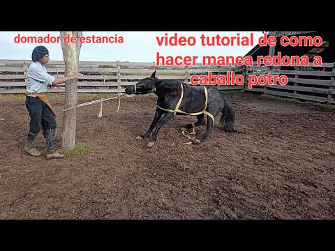 como hacer manea redonda a caballo potro #domadecaballo #domador