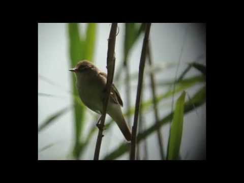 download lagu mp3 mp4 Blyths Reed Warbler Identification, download lagu Blyths Reed Warbler Identification gratis, unduh video klip Blyths Reed Warbler Identification