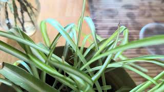 Amazing Insects - I Found a Camouflage Praying Mantis in my House!