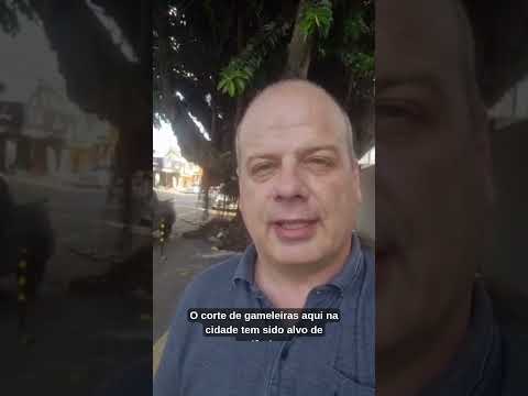 Amma autorizou o corte de mais uma gameleira localizada no Jardim América