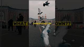 Download lagu what is human's own?? islamic WhatsApp status video// #islamic#islam#ramadan2023#ramadan#shorts mp3 Download lagu what is human's own?? islamic WhatsApp status video// #islamic#islam#ramadan2023#ramadan#shorts mp3