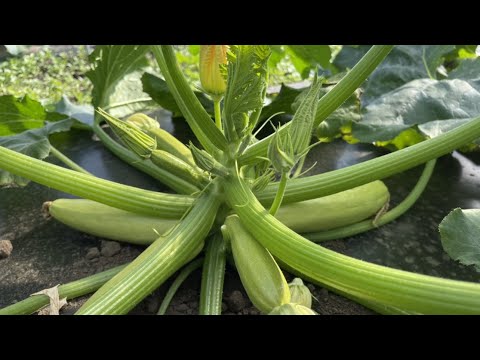 ズッキーニの植え付け:いつ、どのように行うか 庭の練習