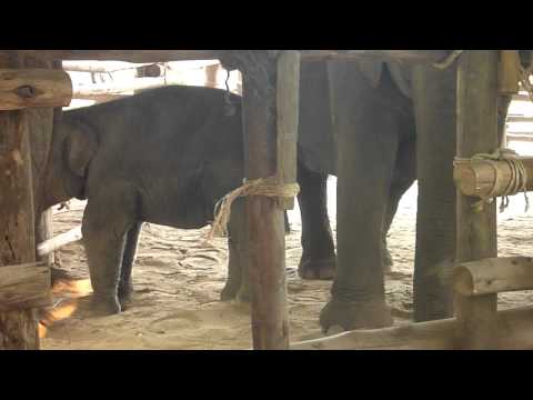 Playing music for elephants
