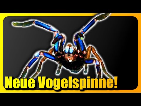 IRRE neue Spinne entdeckt! Forscher stehen vor einem Rätsel!