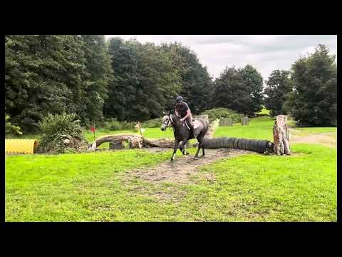 Horse - Image 2