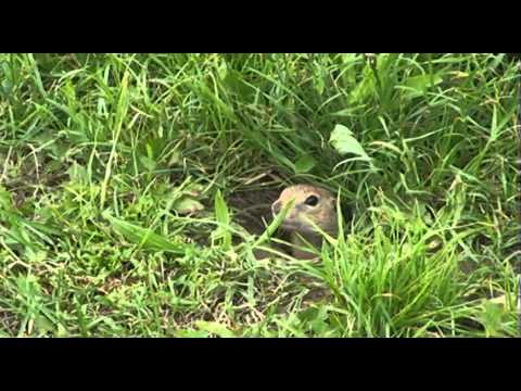 Sysel obecný na strakonickém letišti