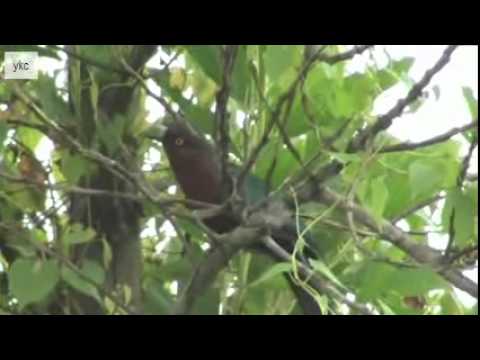 bird malkoha chestnut oct 10