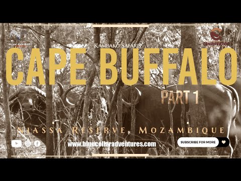 Cape Buffalo Quest – Part 1