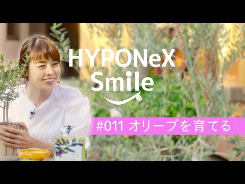 オリーブの木の木灰: それは本当に効果的な天然肥料ですか?  庭園