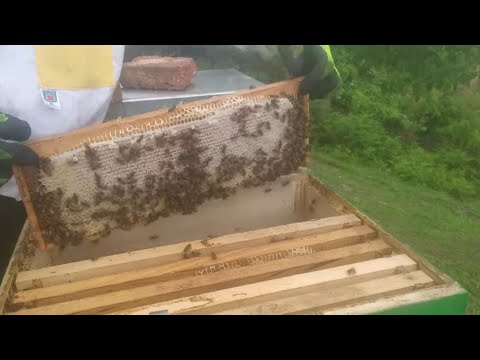 Pčelarstvo 2020 - Bagremov Med i Medobranje