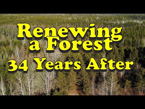 Renewing the Forest on a Shallow Soil Site in the Boreal Forest
