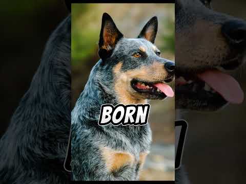 Blue Heeler VS Red Heeler #pantalones cortos #perros