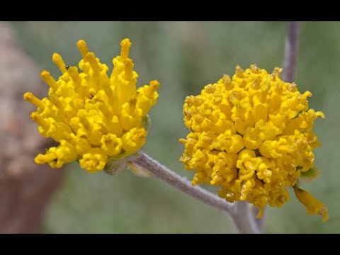 Native Plants of Coronado Historic Site - Fineleaf Hymenopappus