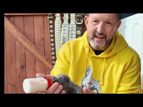 LOS MEJORES SECRETOS DE DAR BIBERÓN A UN CACHORRO