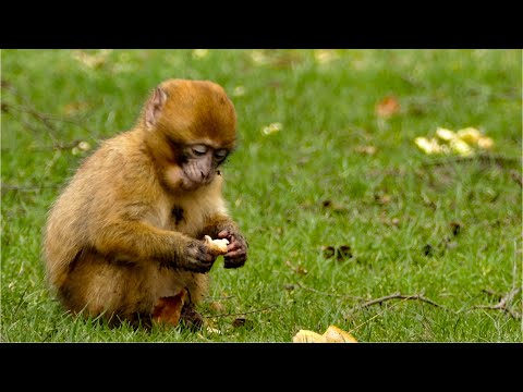 Amazing Fierce Battle Between Moray Eel and Octopus - Dangerous Hunting In Deep Sea