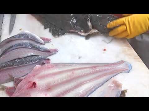 Halibut - filleting