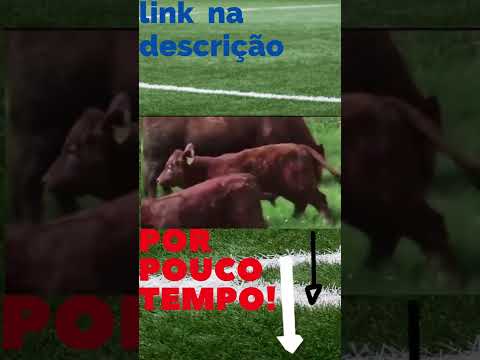 Animals getting zapped, this is so ilarius #shorts #funnymoments #gettingzapped