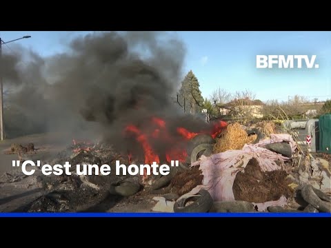 Crise agricole: au cœur des colères dans les exploitations