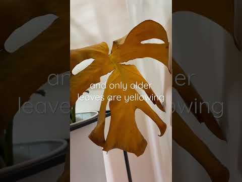 うちのモンステラ・デリシオサが泣いているのはなぜですか？これは悪い兆候ですか？  庭園