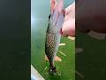 Video Thumbnail for Northern Pike  #shorts #fishing #catchandrelease