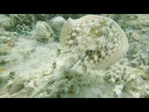 Snorkelling at Negril, Jamaica (8) on the Riu Negril beach Bloody Bay