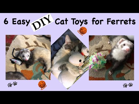 , title : '6 Easy DIY Cat Toys for Ferrets'