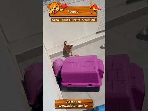 Vídeo de Paçoca